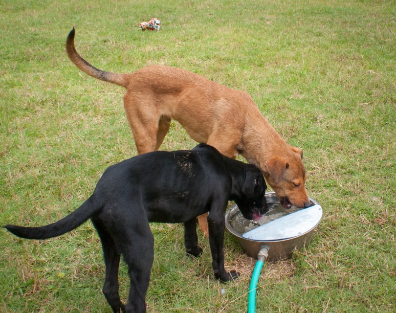10 Best Dog Water Fountains in 2022 - Reviews & Top Picks!