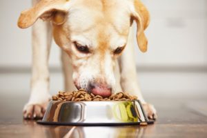 A dog eating from his dog bowl