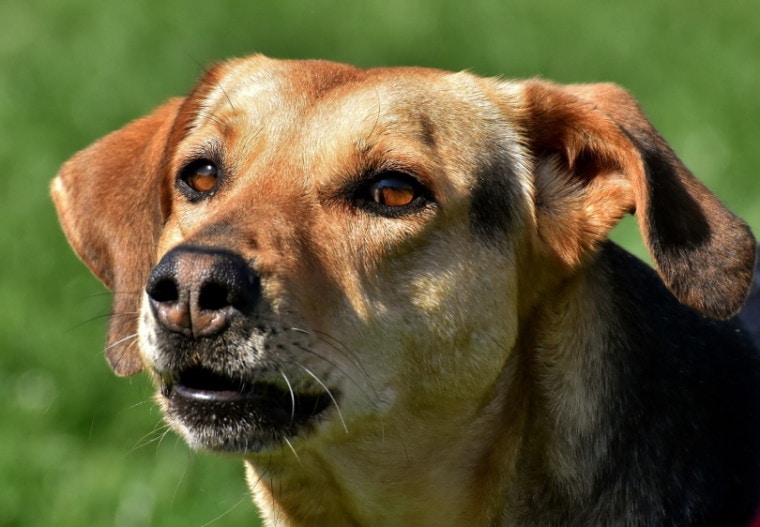 dog eyes_Alexas_fotos_Pixabay