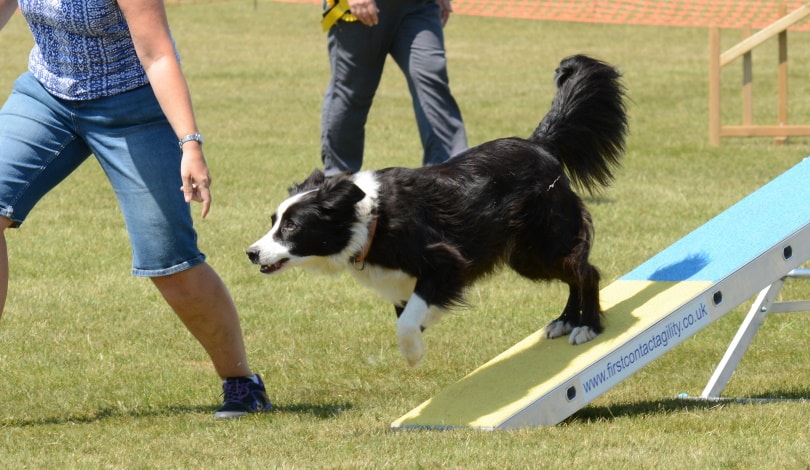 dog training outdoor_Piqsels