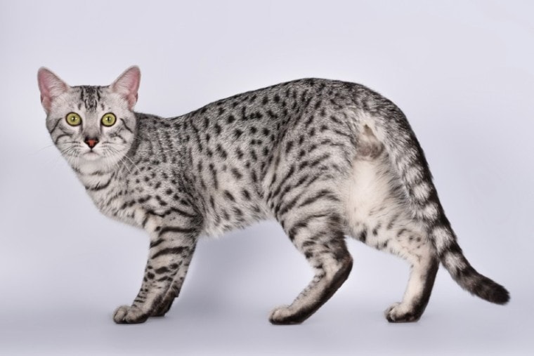9 Spotted Cat Breeds (with Pictures) | Pet Keen