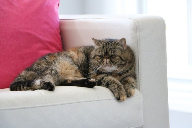 exotic shorthair cat lying on couch