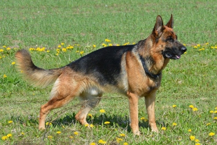 german shepherd dog_Hans Kemperman, Pixabay