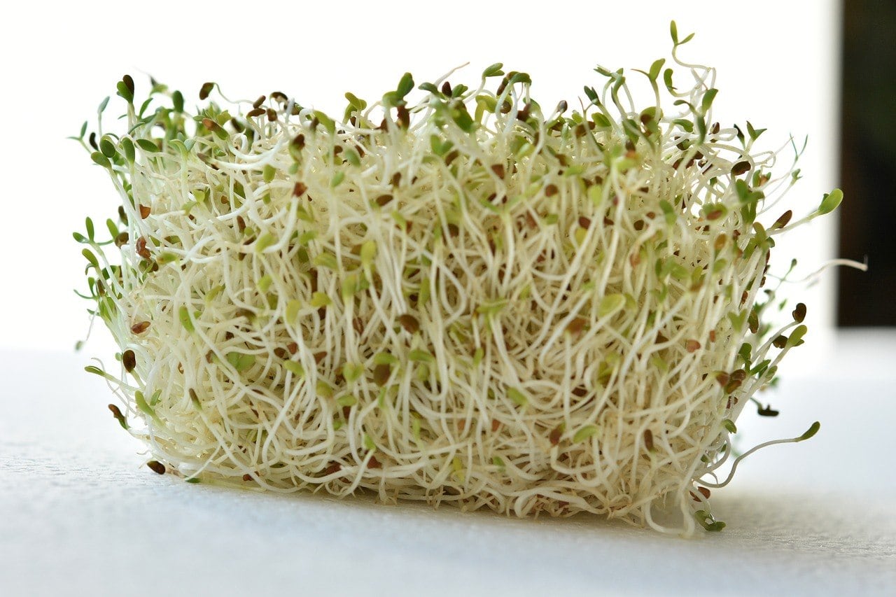 germinated alfalfa sprouts