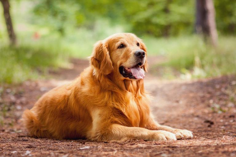 Golden Retriever: Breed Guide, Info, Pictures, Care & More! | Pet Keen