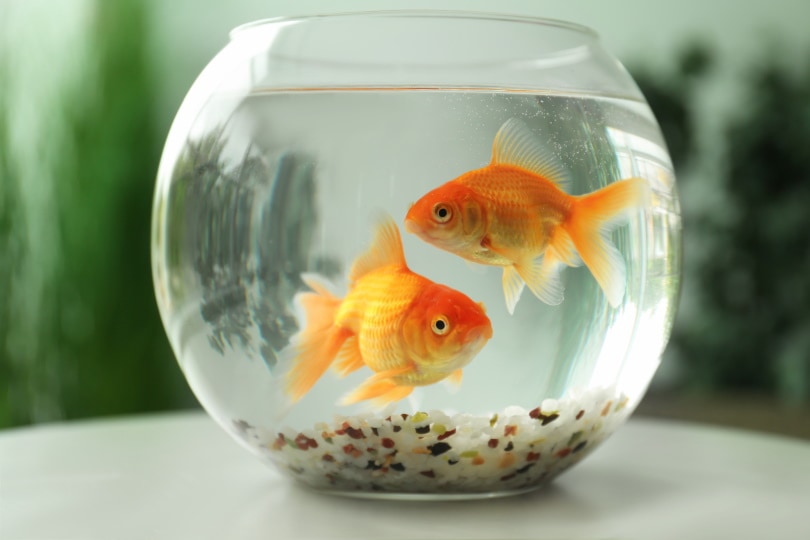 goldfish bowl with two goldfish