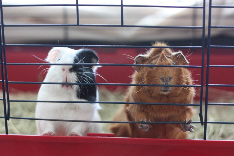 guinea pigs inside their cage