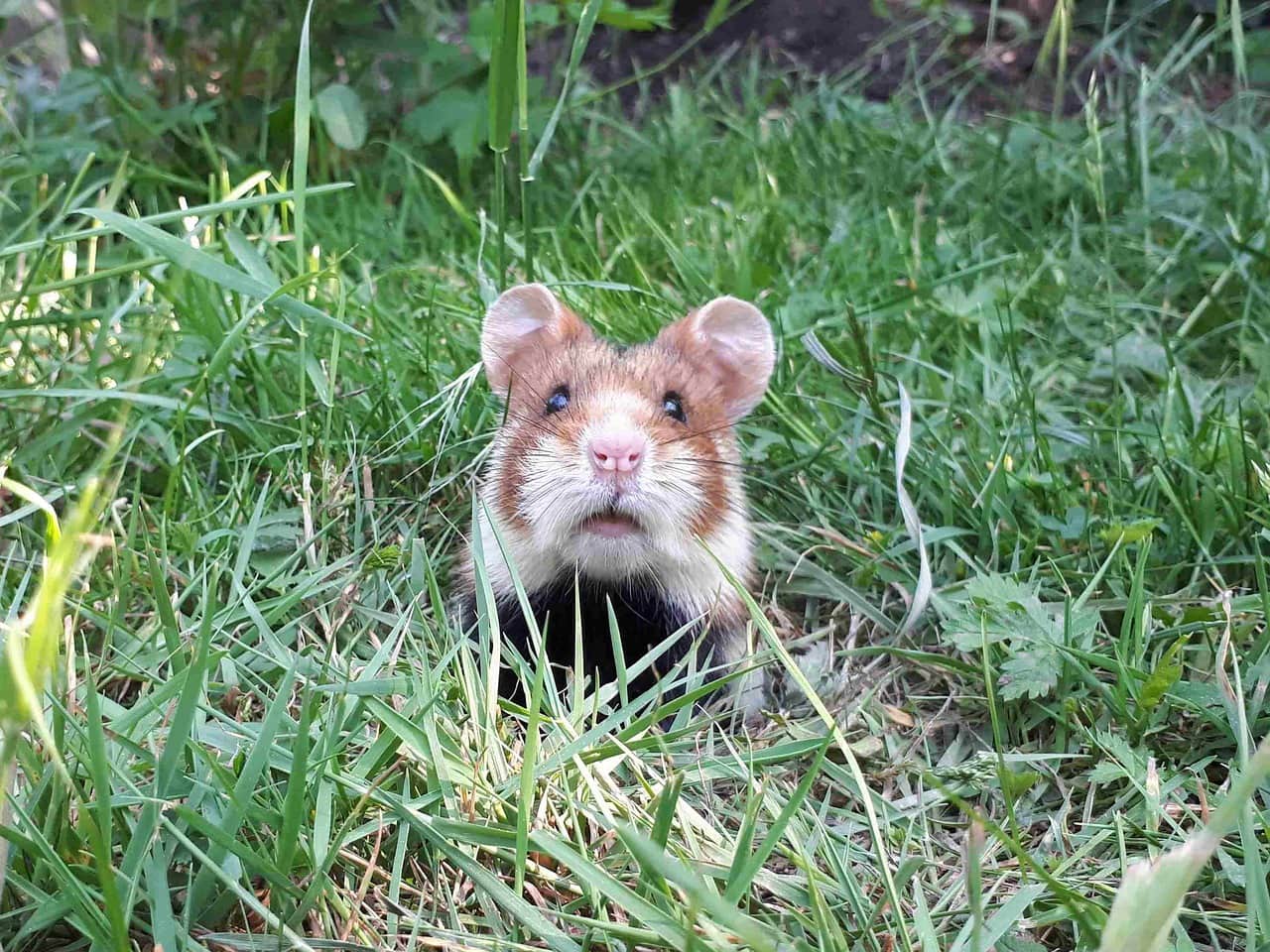 hamster in the grass