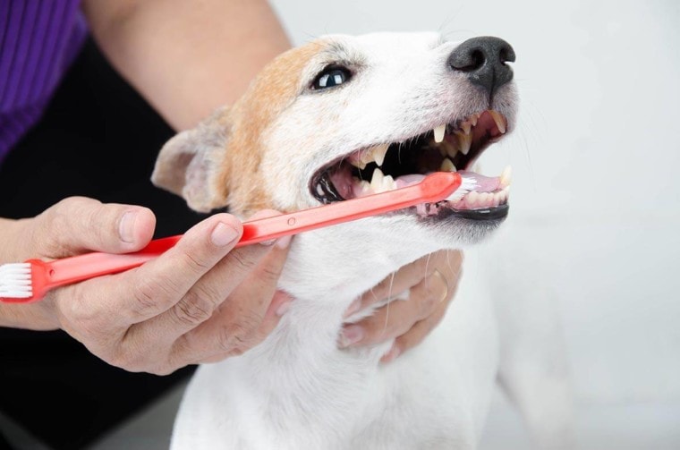 hand brushing dog's teeth