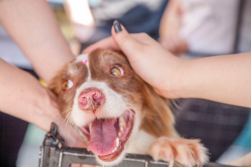 A happy dog at a dog shelter
