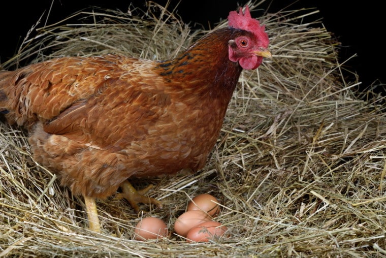 Why Do Chickens Lay Unfertilized Eggs? (Facts, & FAQ) | Pet Keen