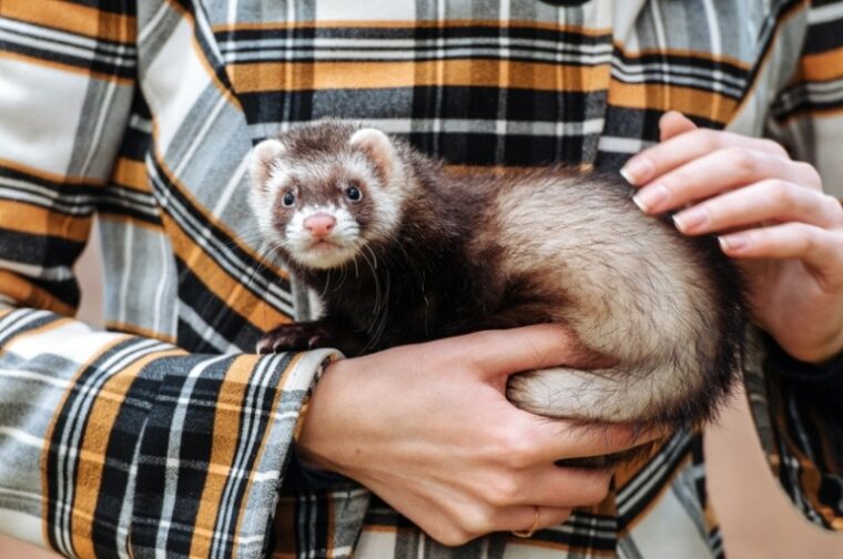 holding ferret