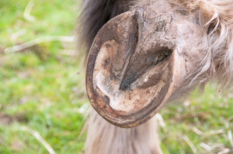 hoof with abscess