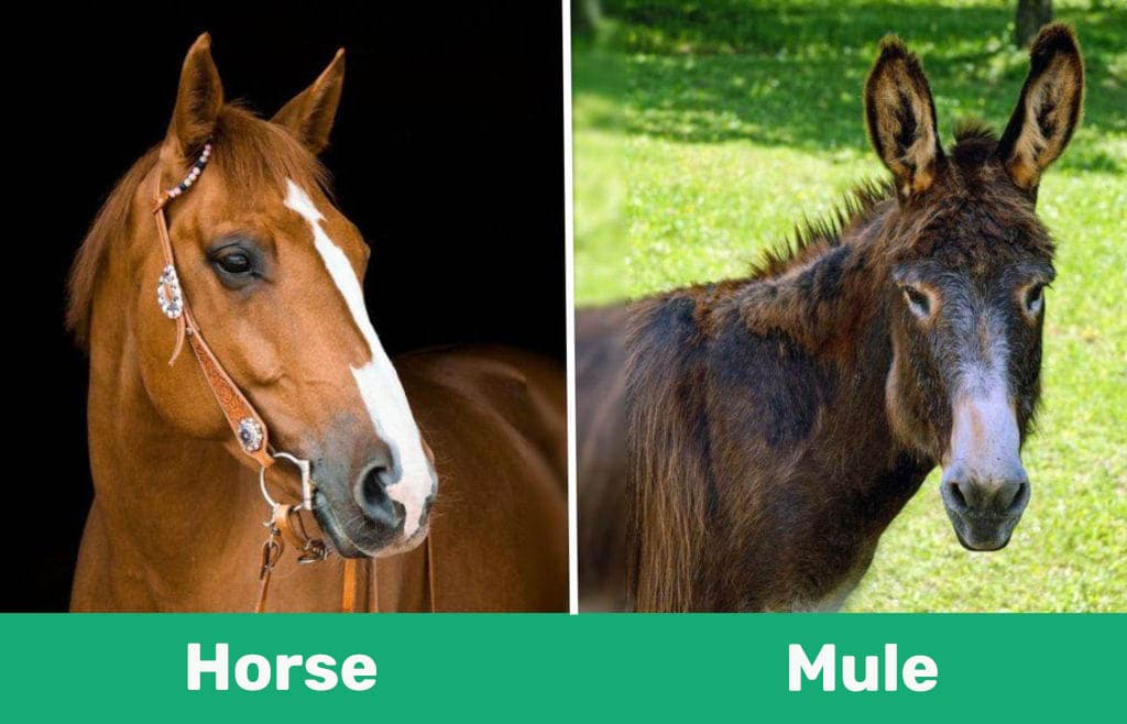 Mule vs. Horse: What's the Difference? (with Pictures) | Pet Keen