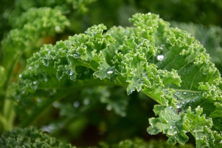 kale leaves close up
