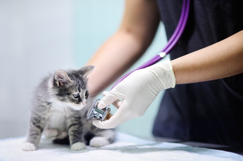 बिल्ली का बच्चा और पशु चिकित्सक