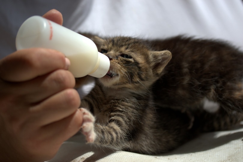 बिल्ली का बच्चा दूध पिलाना
