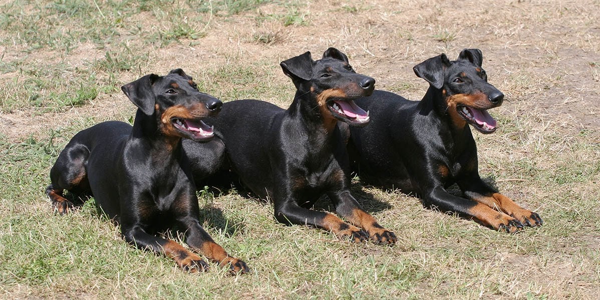 Manchester Terriers