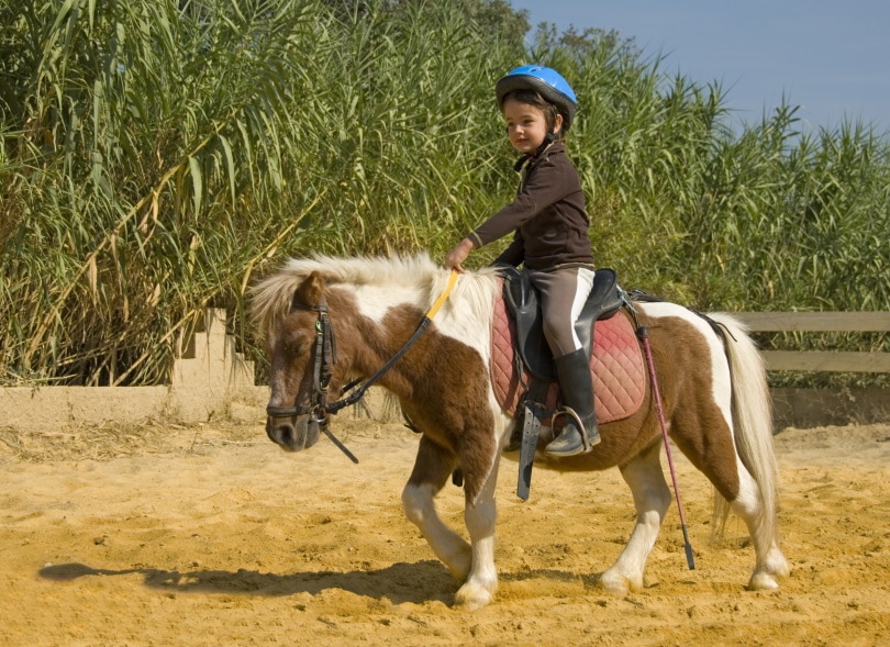 Miniature Horse Riding Cynoclub Shutterstock 