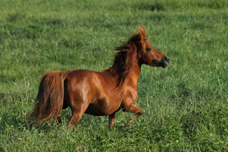 Miniature Horse Mark Edwards Pixabay 760x507 