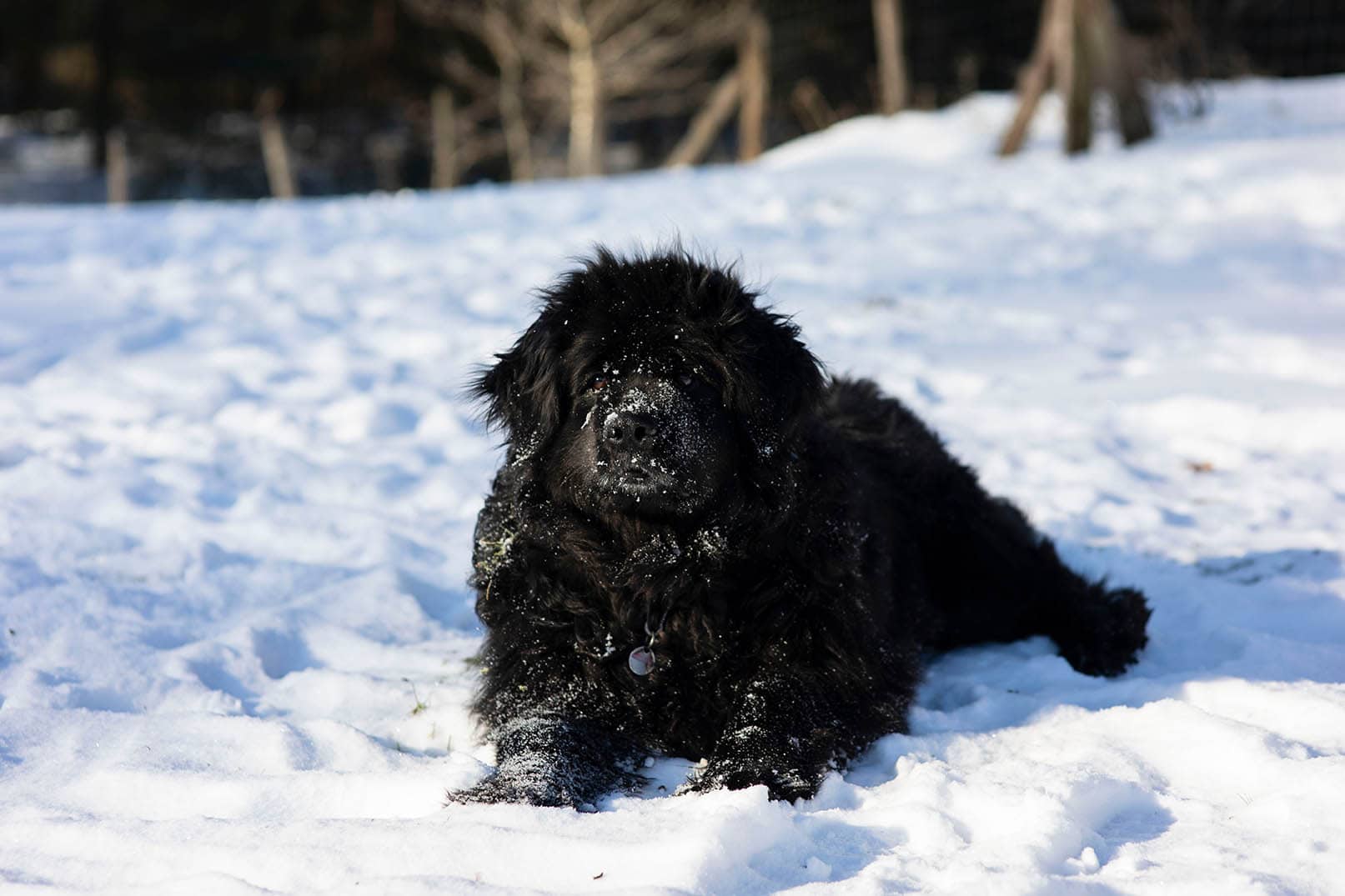 Perro de agua de Moscú en la nieve.