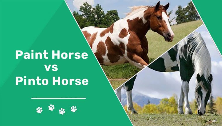 paint horse vs pinto horse