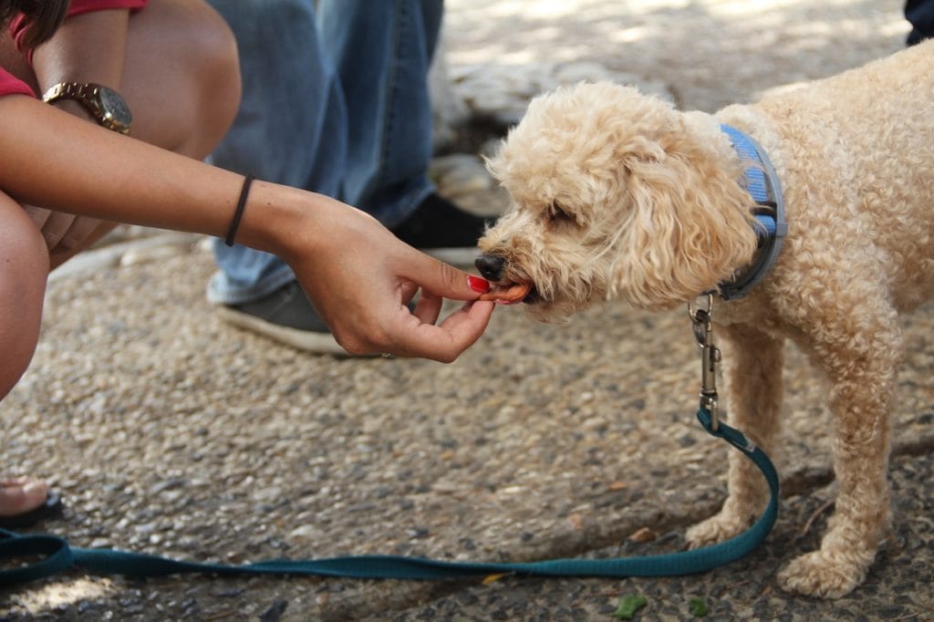 giving dog a treat_Omerlavon, Pixabay