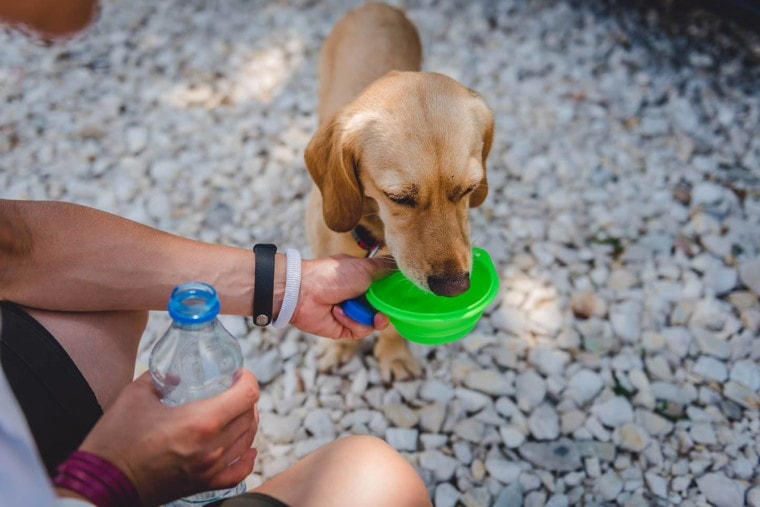 dog drinking water_Zivica Kerkez, Shutterstock