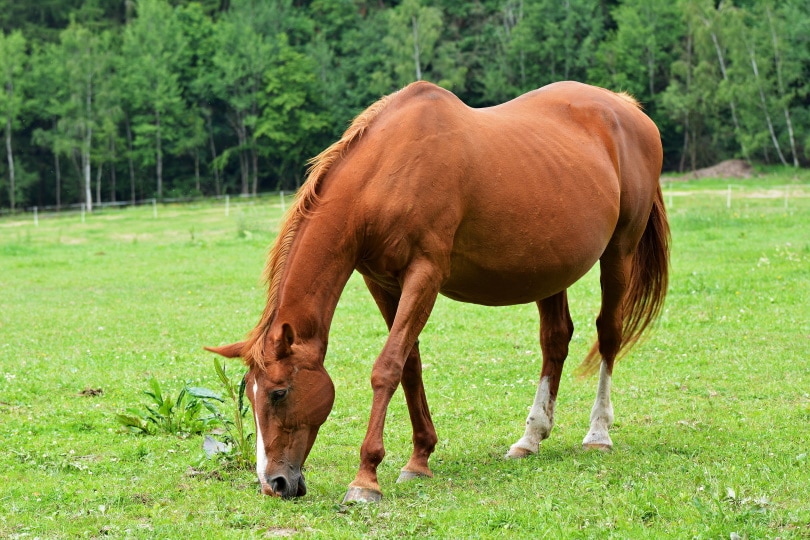 गर्भवती घोड़ा