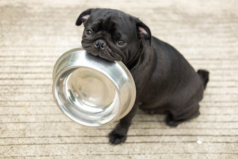 pug with bowl_Shutterstock_Ezzolo
