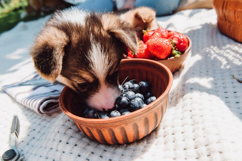puppy eating blueberries