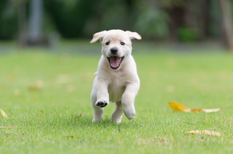 puppy playing_Intarapong_Shutterstock