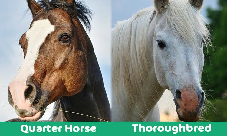 Quarter Horse Vs Thoroughbred What S The Difference With Pictures Pet Keen