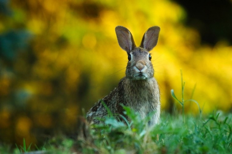 scrub hare