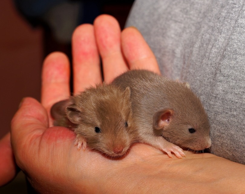 крысы в ​​руках_Karsten Paulick _Pixabay
