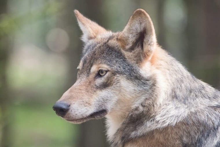 Do Wolves Make Good Pets? Here's What You Need to Know! | Pet Keen