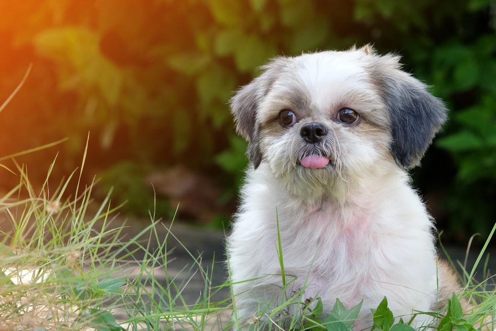 shih tzu with tongue out