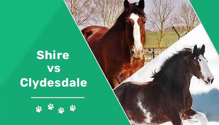 shire vs clydesdale