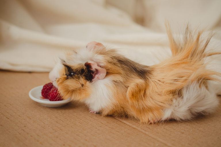 Image Credit: Eva Zuy, Shutterstock. guinea pig raspberry. 