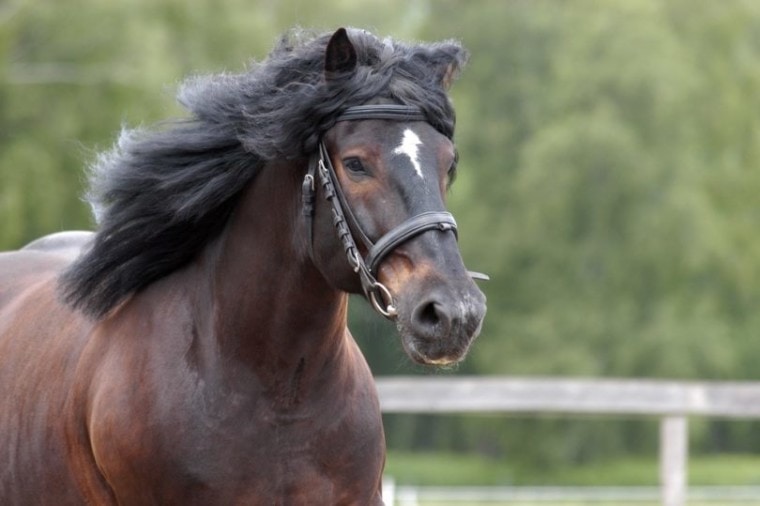 noriker horse_hosphotos, Shutterstock