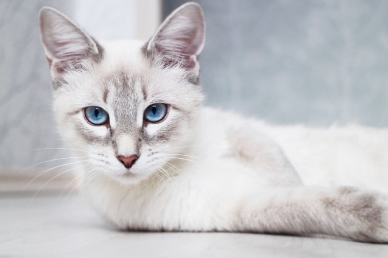 siamese thai blue eyed cat