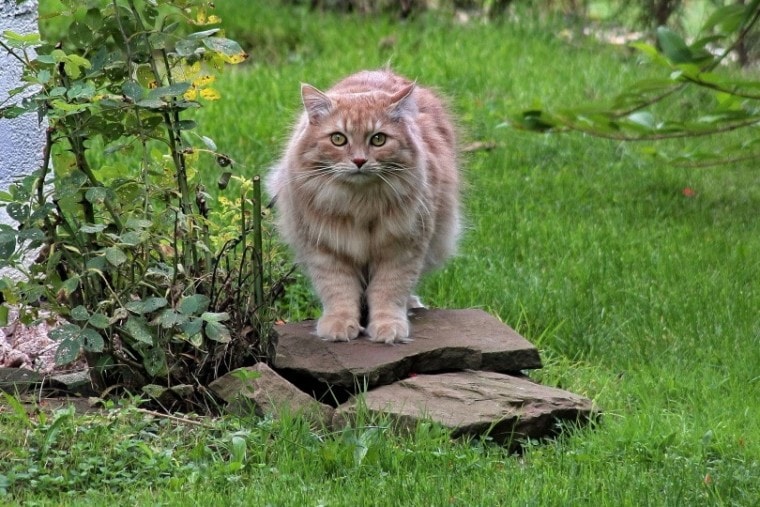 siberian cat in garden