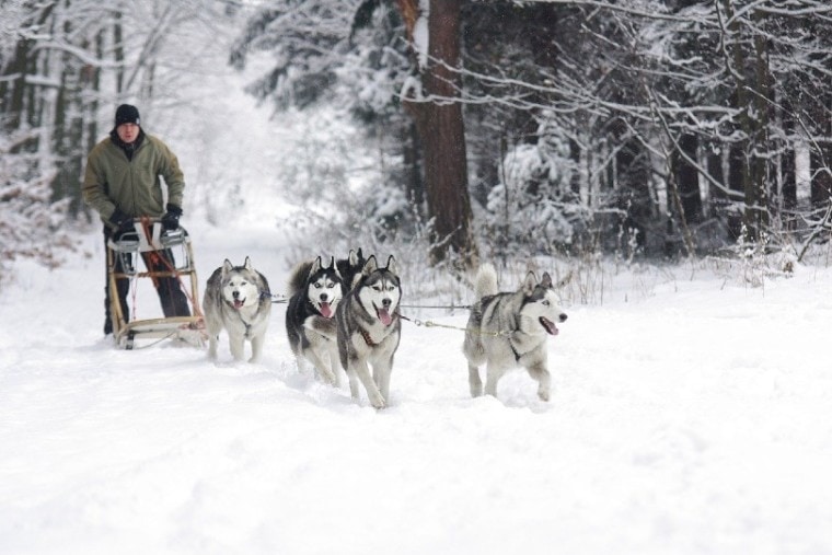 siberian husky dogs pulling a sled