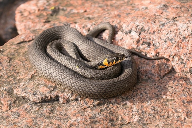 snake on rock_Jarkko Mänty_Pixabay
