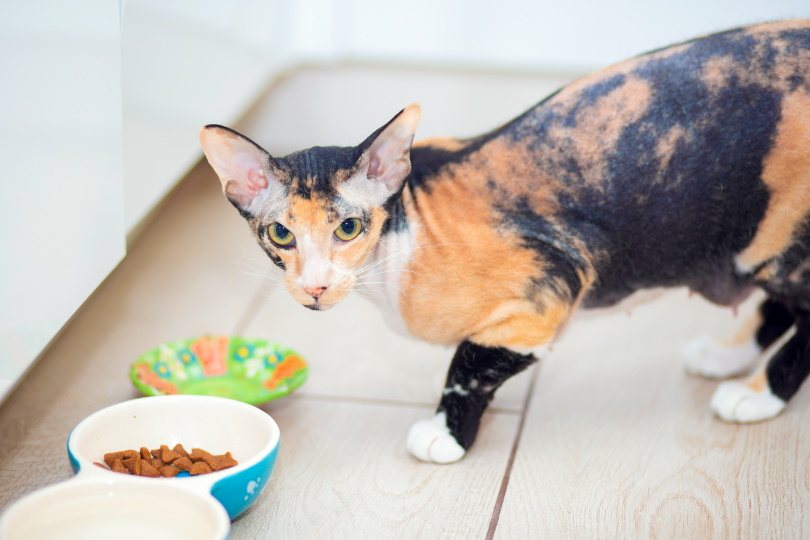 sphynx cat eating_borisenkoket_Shutterstock