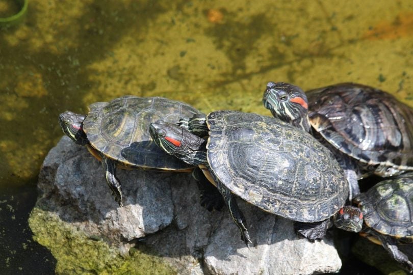 Where Do Red Eared Slider Turtles Live? 2