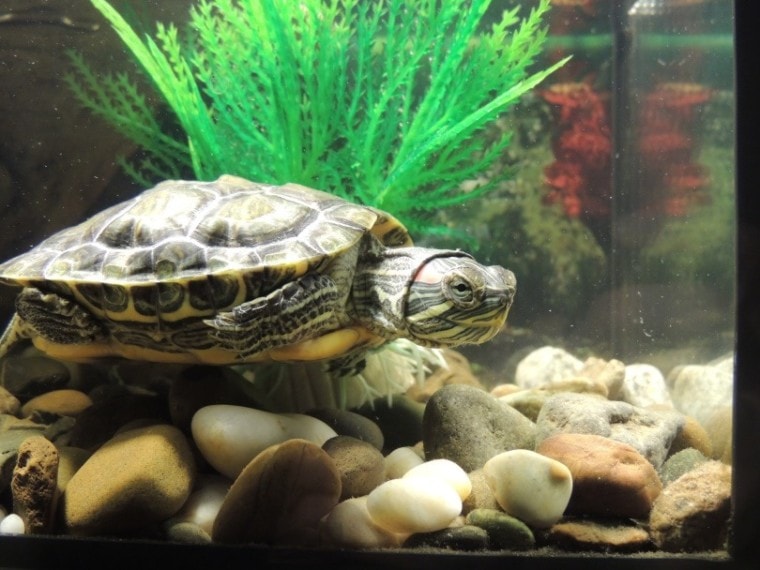 Can Pet Turtles Live with Fish? Here's What You Need to Know | Pet Keen