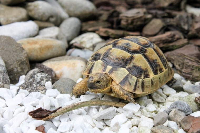 tortoise on rocks_Piero Di Maria_Pixabay