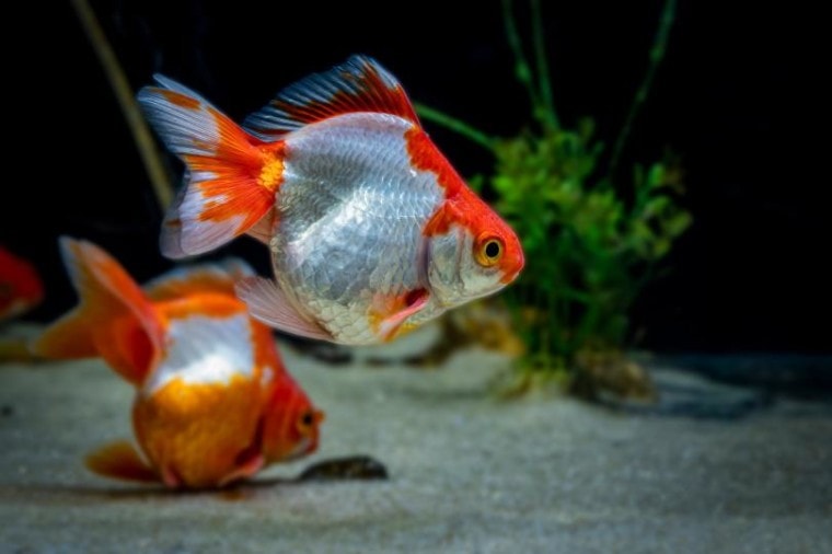 tosakin goldfish