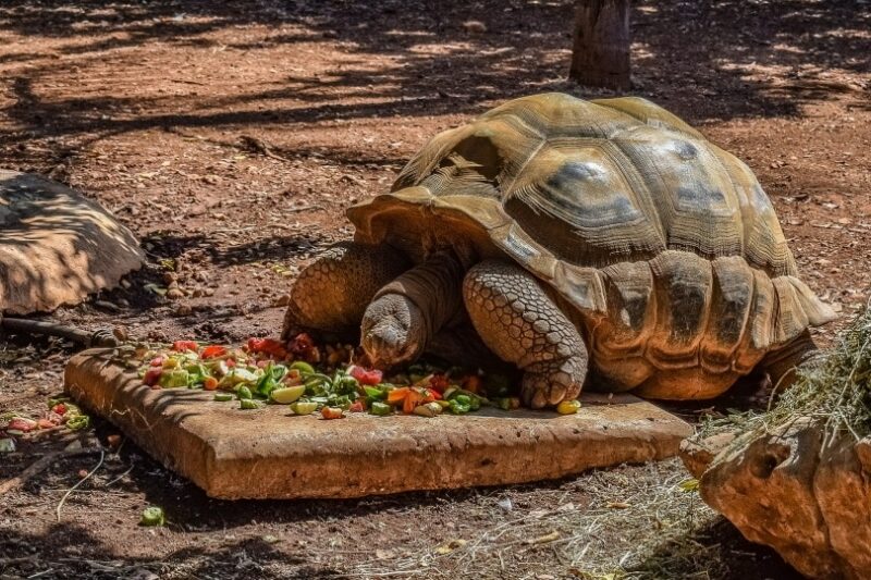 tortuga comiendo fruta